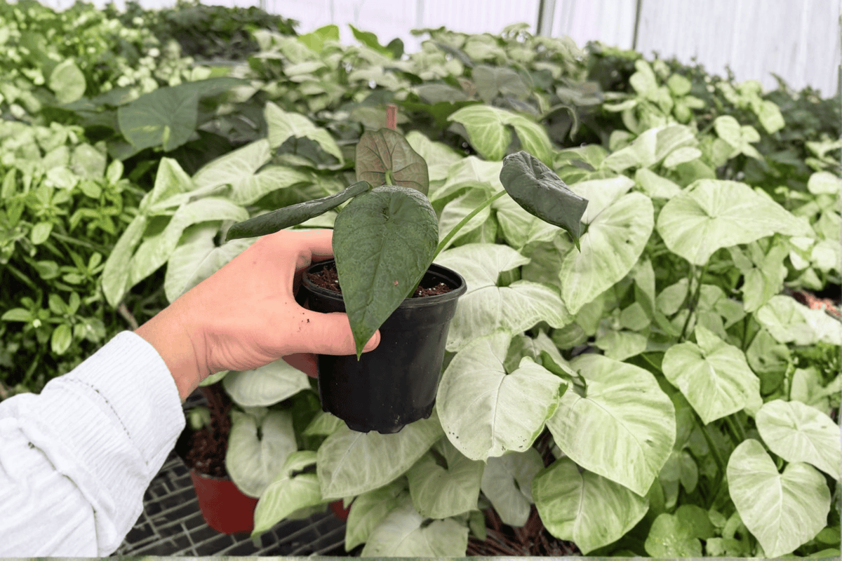 Alocasia Dragon Wings (Dragon Scale × Scalprum) - 2 Exact Live Plants in 4-Inch Pots