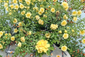 Julia Child Butter Gold Rose - 1 Gal Live Floribunda Yellow Rose Bush