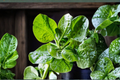 Malabar Spinach Basella alba Seeds – 100+ Green Climbing Leafy Vine Seeds
