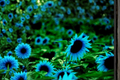 Dark Purple Sunflower Seeds - 5 Pack | Helianthus annuus