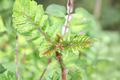 Japanese Sansho Pepper Live Plant | Zanthoxylum piperitum 8-10 in