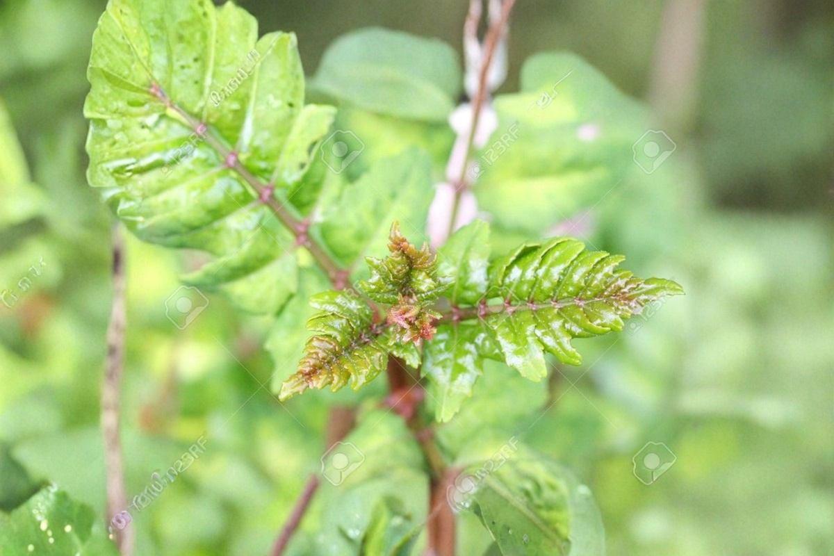 Japanese Sansho Pepper Live Plant | Zanthoxylum piperitum 8-10 in
