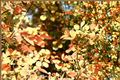 Winecraft Gold Smokebush Live Plant - Cotinus coggygria, 4-Inch Pot