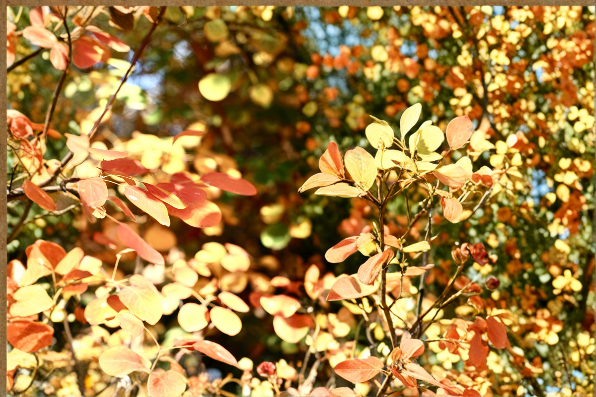Winecraft Gold Smokebush Live Plant - Cotinus coggygria, 4-Inch Pot