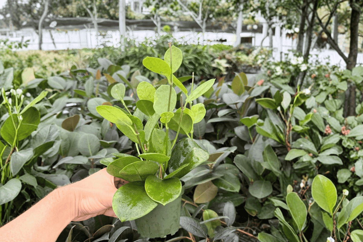 Hoya Australis 2 Live Plants - 4-Inch Pots - Hoya australis