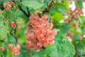 Pink Currant Gloire Des Sablons - 1 Gallon Live Plant, Ribes rubrum, Edible Berry Shrub