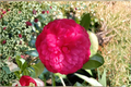 Japanese Camellia ‘C.M. Hovey’ 3 Gallon - Red Evergreen Flowering Shrub