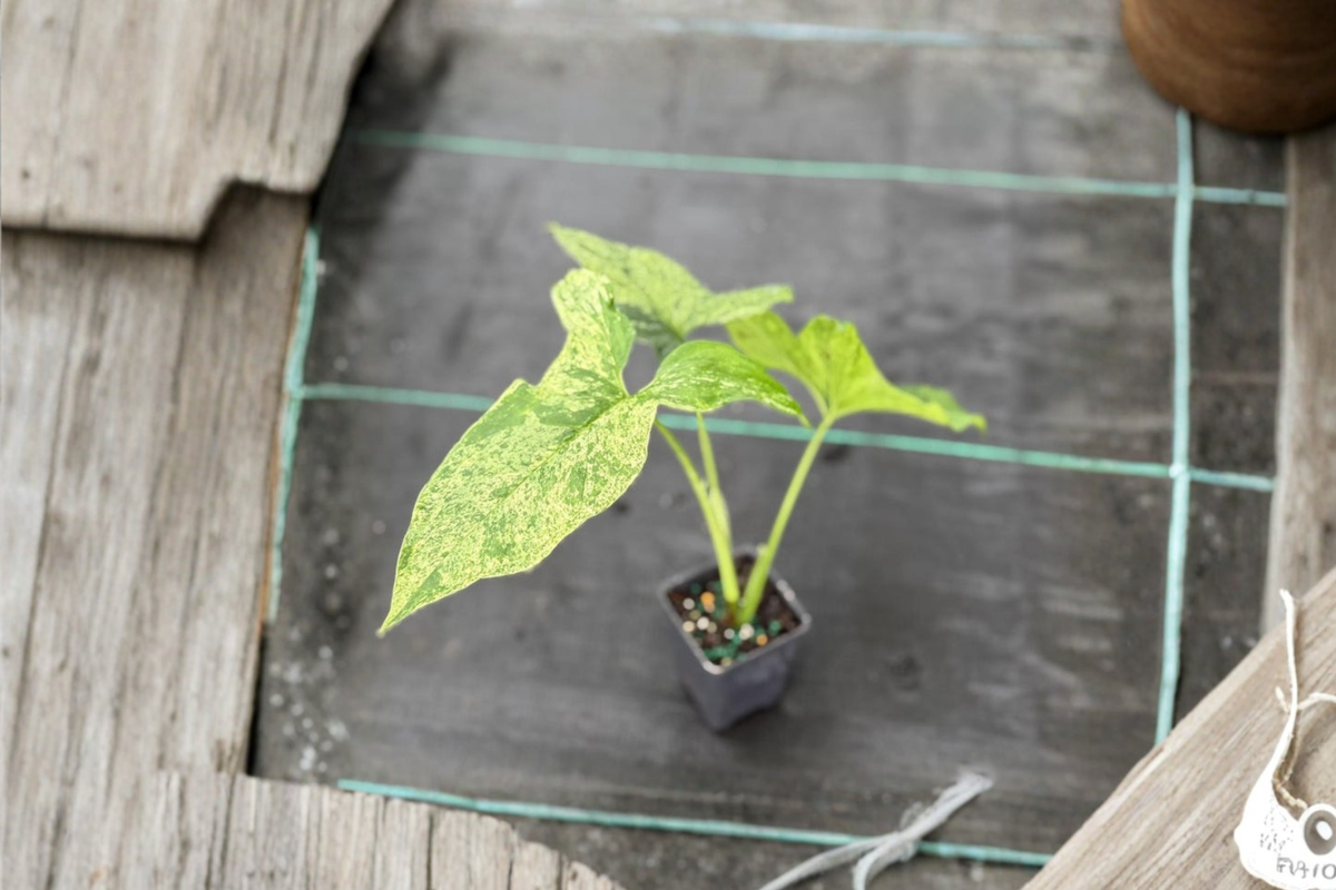 Syngonium Mojito Rooted Starter Plant | Variegated Arrowhead Houseplant