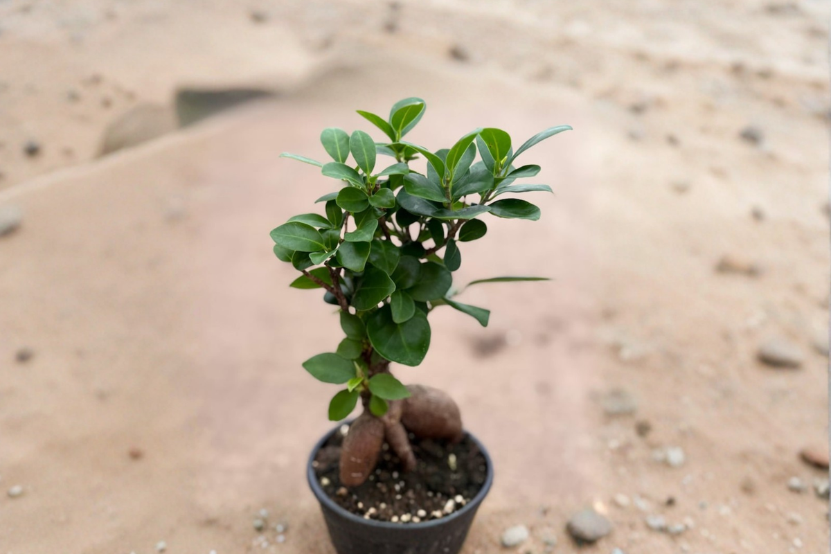 Ficus Ginseng Bonsai Starter Plant – 4 Inch Grower Pot | Indoor Tropical Bonsai
