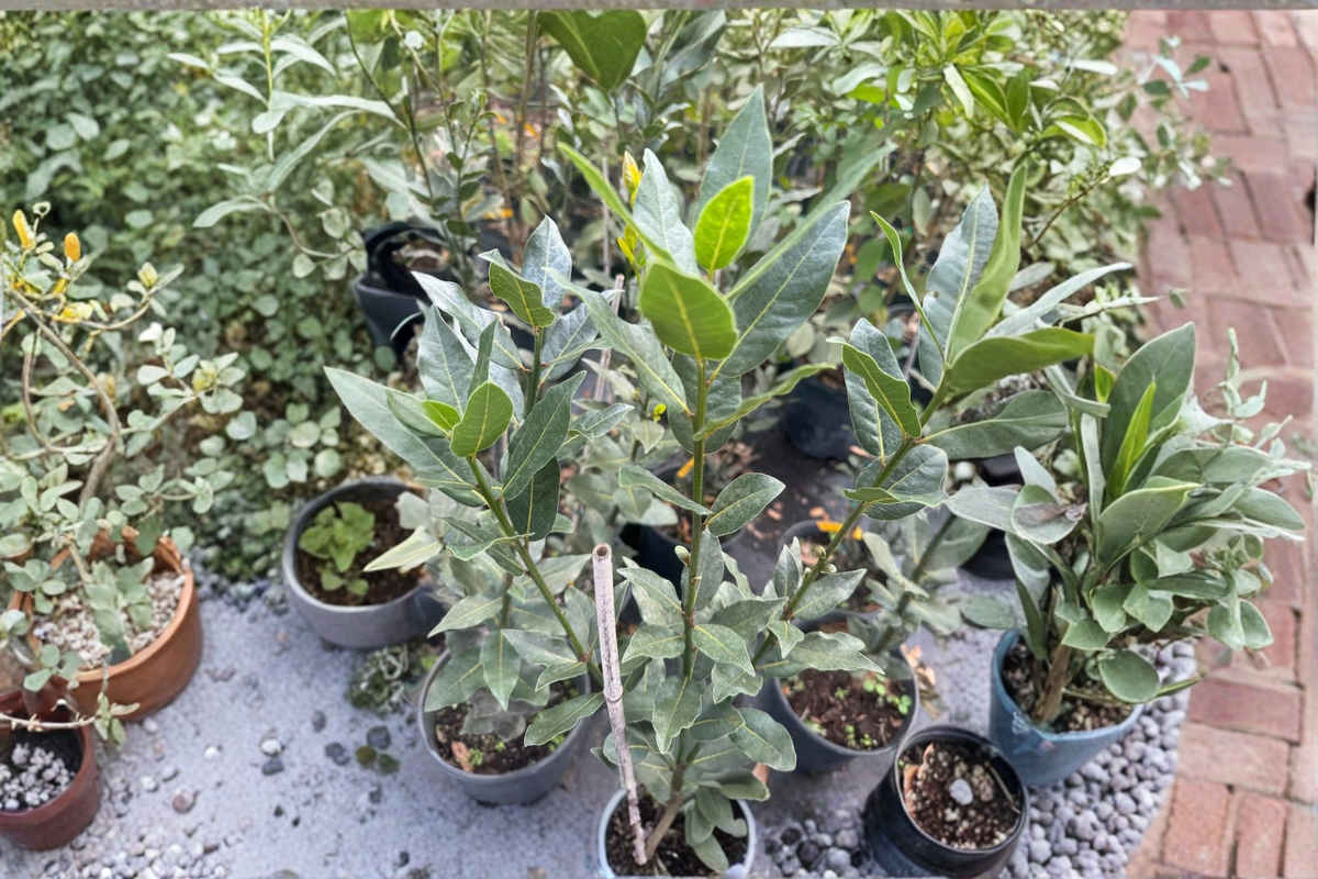 Bay Laurel Tree Laurus nobilis Live Plant 3–4 ft - Evergreen Culinary Herb
