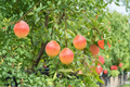 Dwarf Pomegranate Seeds Bonsai Style - 80 Seeds for Indoor or Outdoor Growing