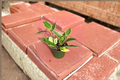 Hoya Macrophylla Variegata Live Plant | 4-Inch Rooted Starter
