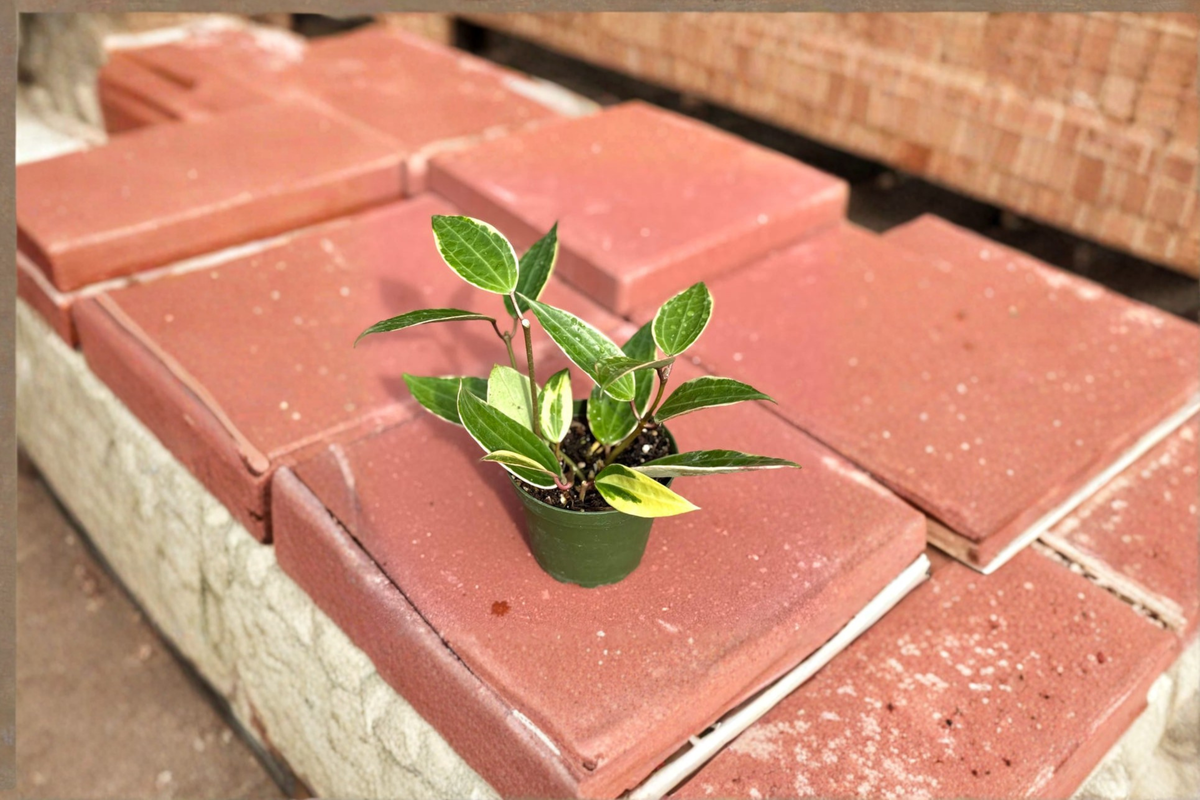 Hoya Macrophylla Variegata Live Plant | 4-Inch Rooted Starter