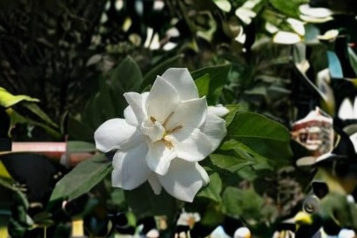 Veitchii Gardenia Live Starter Plant – Gardenia jasminoides