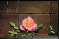Chicago Peace Hybrid Tea Rose 5 Gal Live Plant - Pink Yellow Blooming Bush