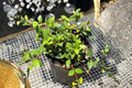 Asiatic Jasmine Minima Live Plant - 2 Inch Pot, Groundcover Vine
