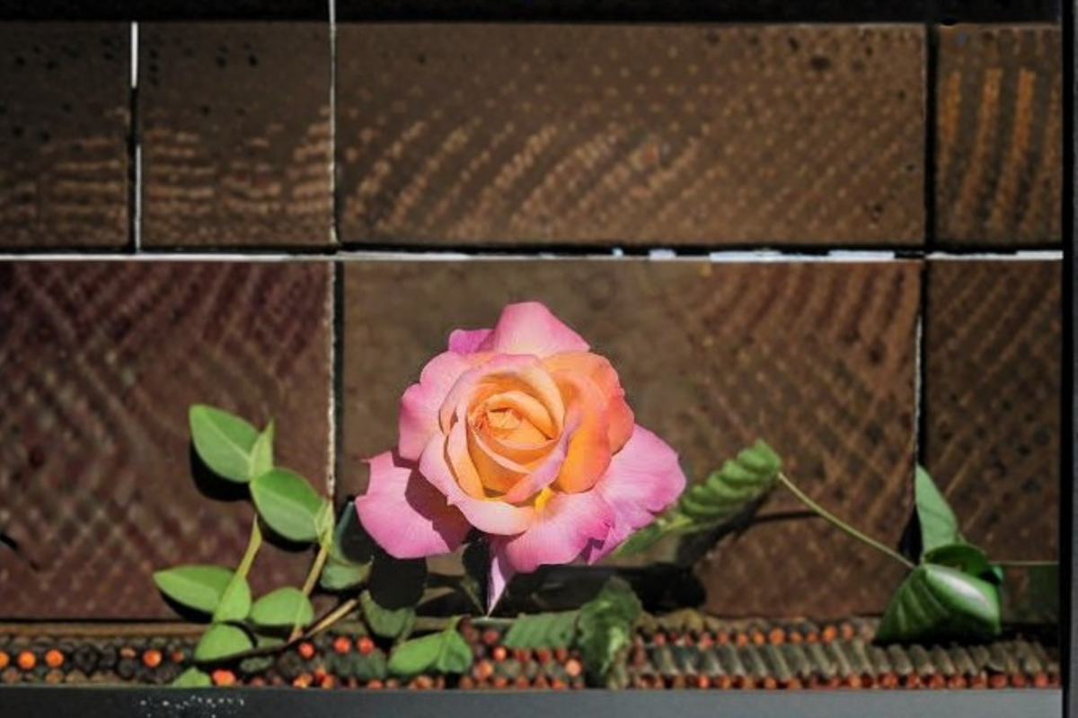 Chicago Peace Rose 1 Gal Live Plant - Pink Yellow Hybrid Tea Rose, Landscape Shrub