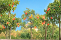 Washington Navel Orange Tree - Grafted Citrus Live Plant