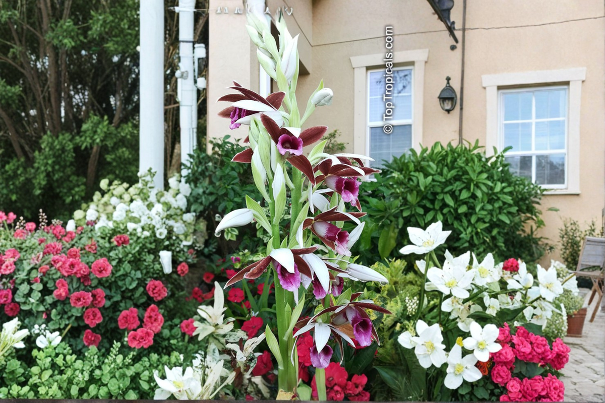 Nun Orchid Live Starter Plant – Phaius tankervilleae (Pink Brown Flowers) 4-Inch Root Zone