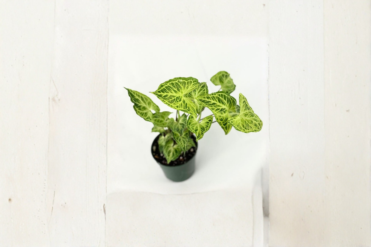 Syngonium Batik Starter Plant - White Veined Arrowhead Indoor Tropical