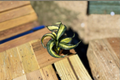Sansevieria Trifasciata Spiral Live Plant - 2" Starter Pot, Beginner Indoor Plant