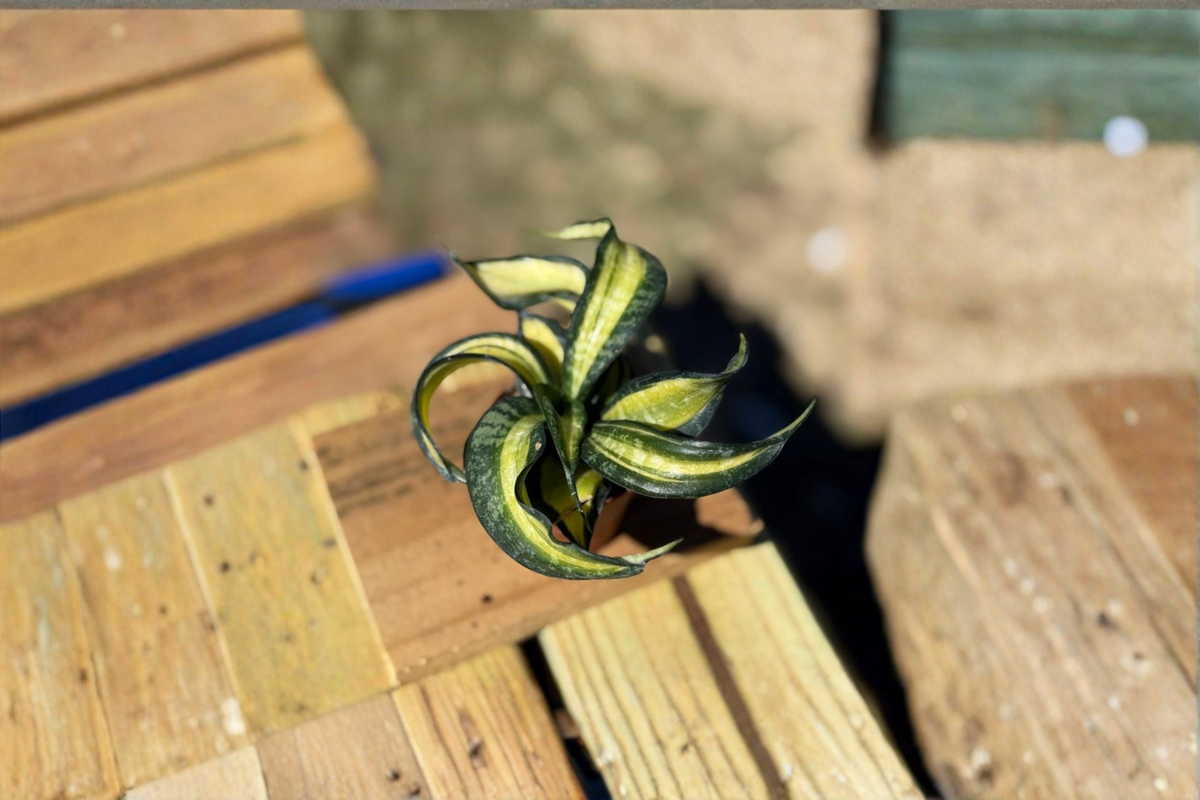 Sansevieria Trifasciata Spiral Live Plant - 2" Starter Pot, Beginner Indoor Plant