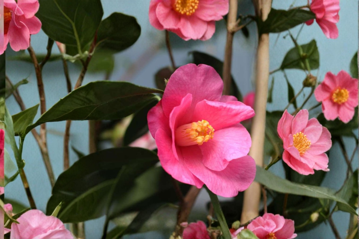 Japanese Camellia Crimson Candles | 3 Gallon Camellia japonica Evergreen Shrub