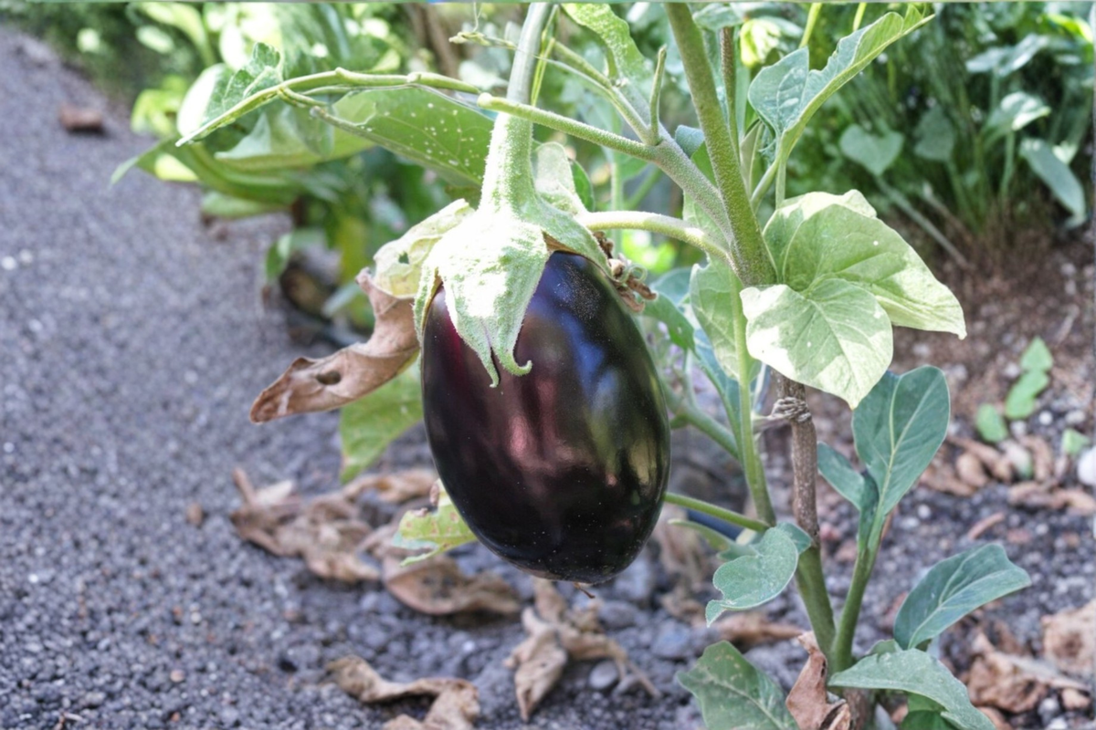 Black Beauty Eggplant Seeds – 100+ Non-GMO Heirloom Seeds for Garden & Container