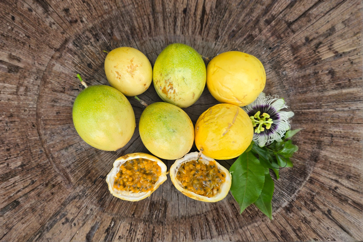 Giant Granadilla Passion Fruit Seeds - Passiflora ligularis (15 Seeds) for Trellis & Outdoor Garden