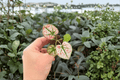 Caladium Scarlet Mary 2 Live Starter Plants | Exact Plants Pictured