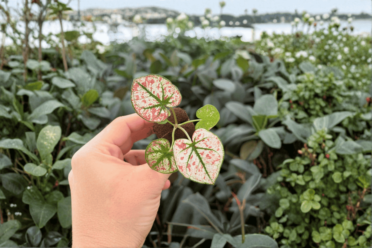 Caladium Scarlet Mary 2 Live Starter Plants | Exact Plants Pictured