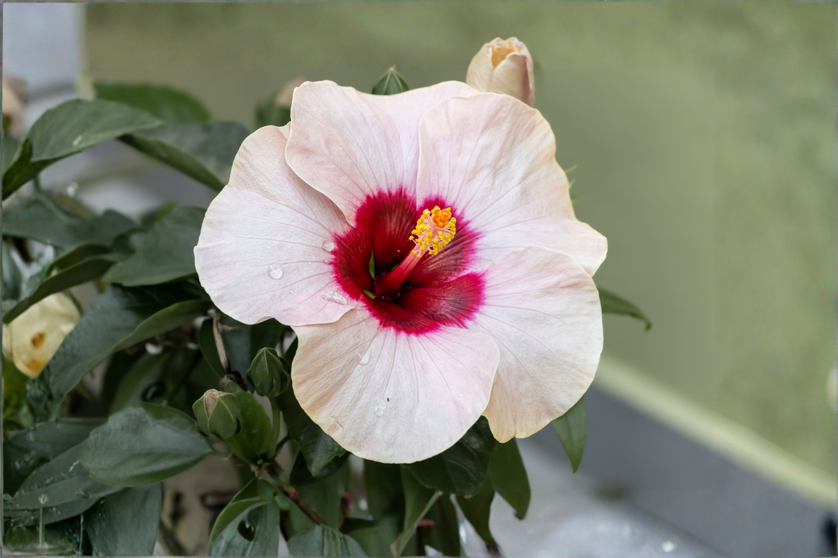 Angel Eyes Hardy Hibiscus Live Plant - 2.5-Inch Pot