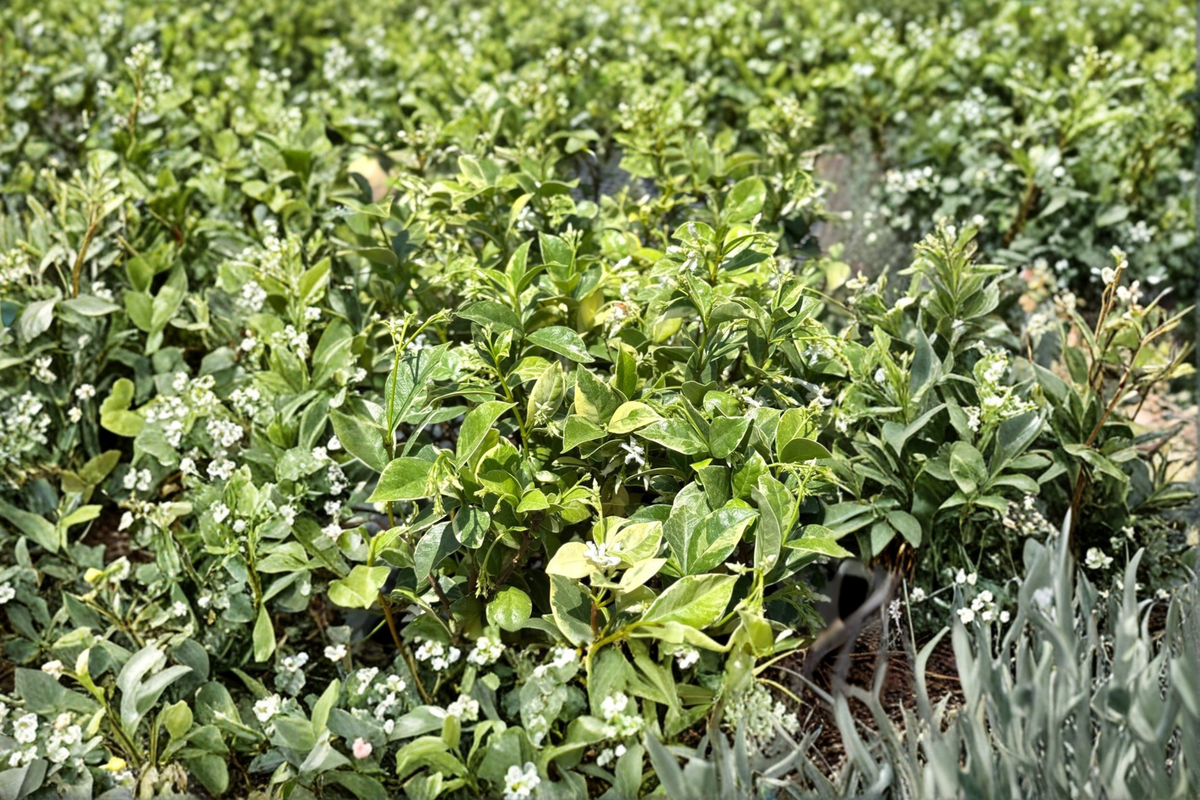 Variegated Confederate Jasmine - Trachelospermum jasminoides ‘Variegatum’ (2 inch pot) Live Plant