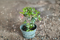 Barbados Cherry Bonsai Malpighia glabra - Rooted Starter Tropical Bonsai Plant