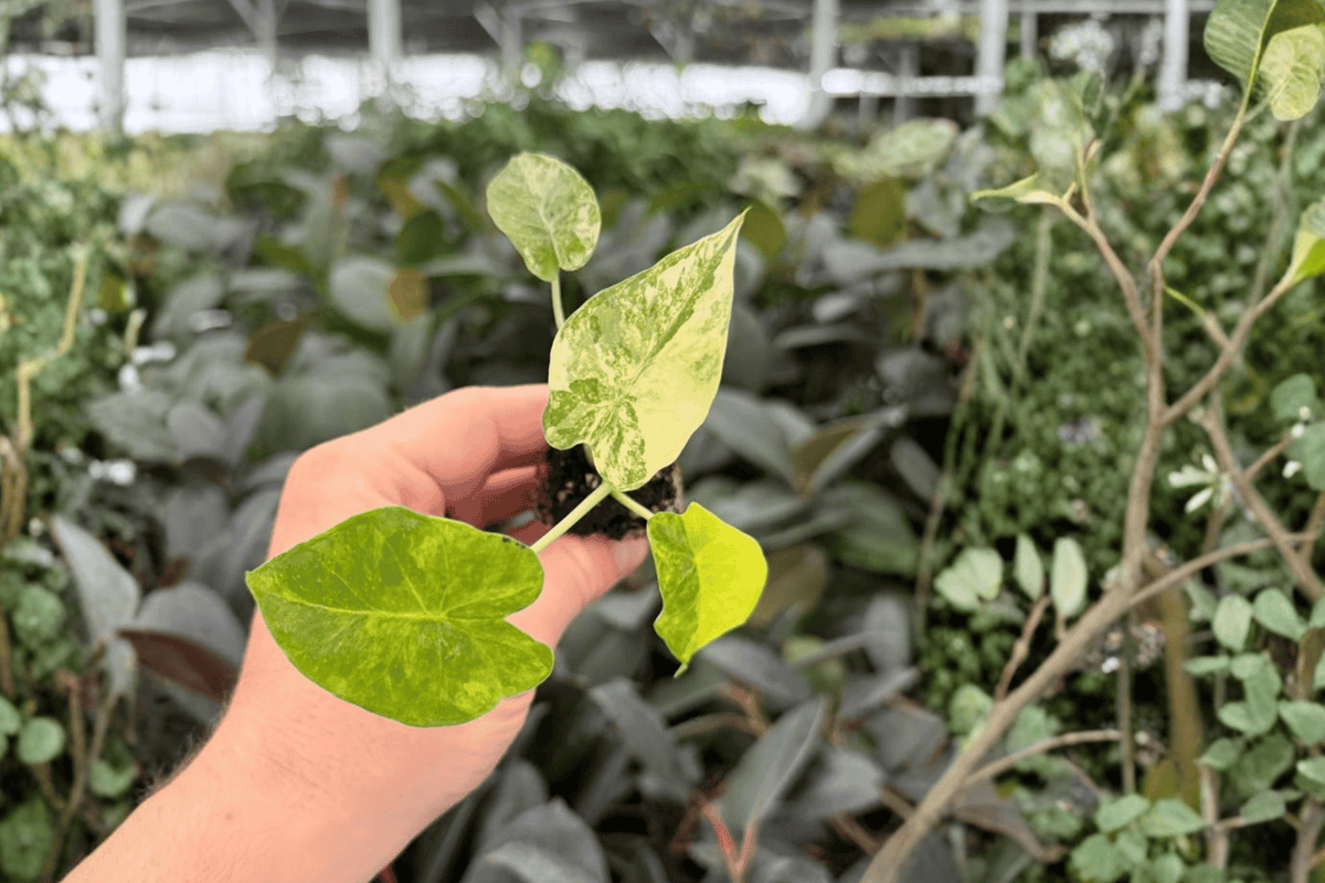 Yellow Variegated Alocasia Gageana Aurea Starter Plants (2) – Alocasia gageana