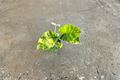 Alocasia Aurea Variegated Live Plant | Rooted 4-Inch Pot