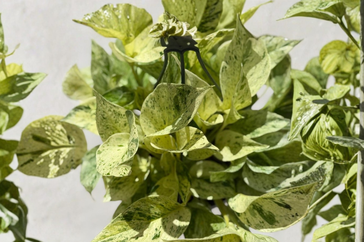 Snow Queen Pothos - Epipremnum aureum ‘Snow Queen’ 8-Inch Growers Pot, Variegated Hanging Plant