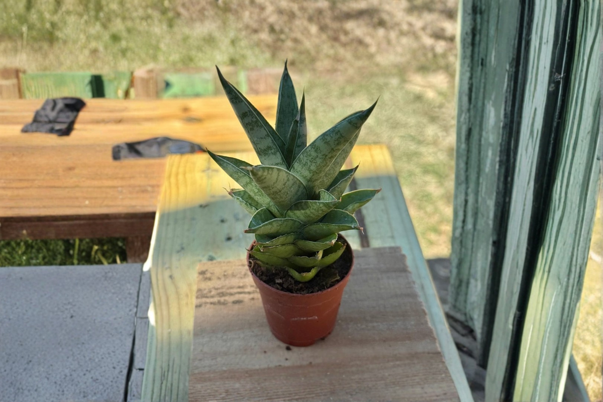 Sansevieria Green Pagoda Live Plant - 2