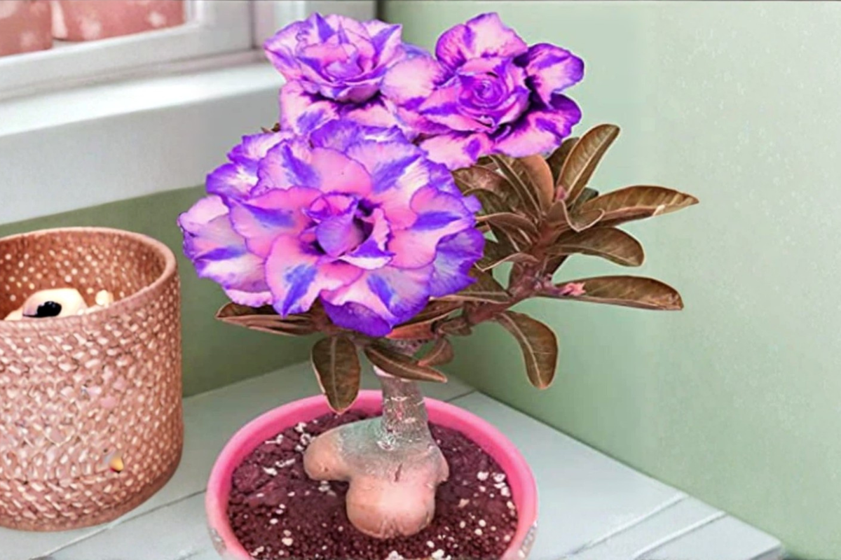 Desert Rose Seeds Adenium Obesum Purple Pink - 10 Seeds