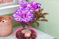 Purple and Pink Desert Rose Seeds (Adenium obesum) - 10 Seeds for Indoor Pot or Outdoor Warm Climates