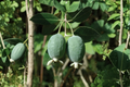 Pineapple Guava Live Plant Acca sellowiana 1 Gallon Pot | Feijoa, Edible Landscape