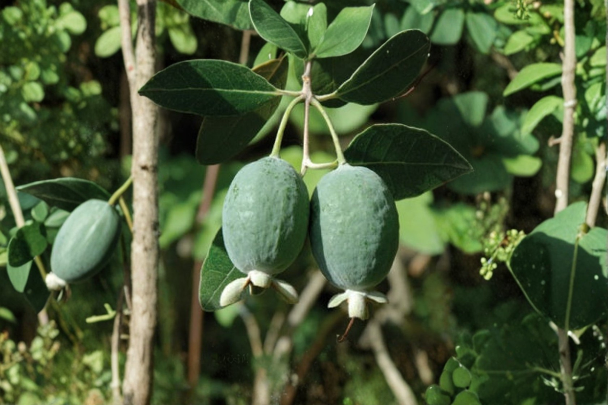 Pineapple Guava Live Plant Acca sellowiana 1 Gallon Pot | Feijoa, Edible Landscape