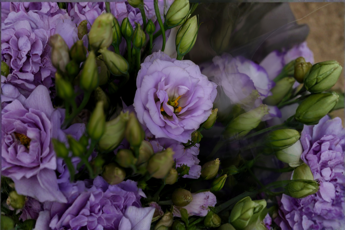 Lisianthus Chateau Blue Live Starter Plugs — 4 Pack
