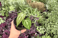 Anthurium Silver Hope x Hoffmani Hybrid - 2 Live Plants in 4-Inch Pots