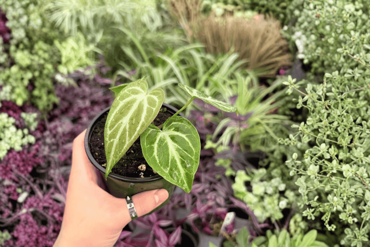 Anthurium Silver Hope x Hoffmani Hybrid - 2 Live Plants in 4-Inch Pots