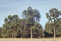 Pawnee Pecan Tree (Carya illinoinensis) 16-24 in Live Plant – Nut Tree for Orchard & Shade