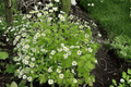 Golden Feather Chrysanthemum parthenium ‘Aureum’ – 4-Inch Live Plant