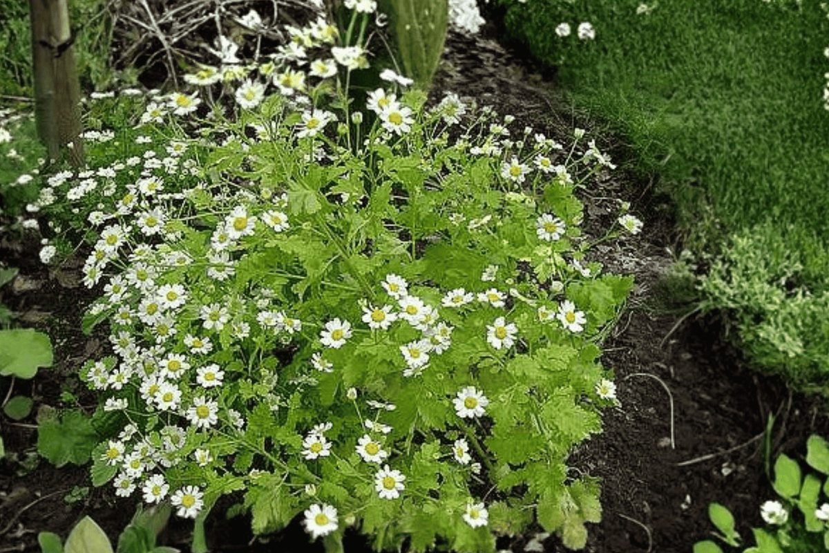 Golden Feather Chrysanthemum parthenium ‘Aureum’ – 4-Inch Live Plant