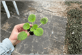 Harmony’s Cotton Candy African Violet (Streptocarpus ionanthus) - 2 Starter Live Plants