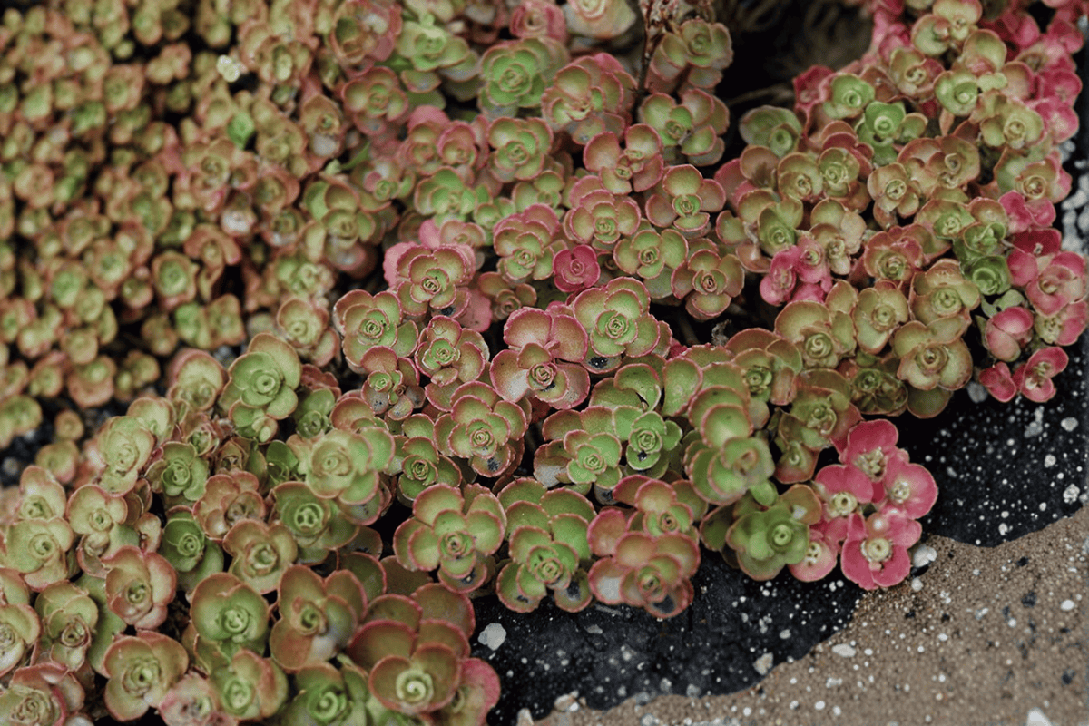 Fuldaglut Stonecrop (Sedum spurium) – 1 Live Plant in 4-Inch Pot